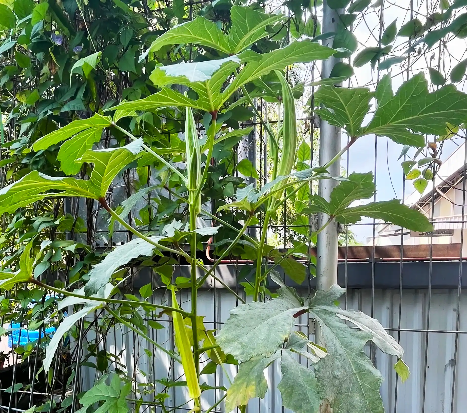 Ichiplas' Little Farm Vine